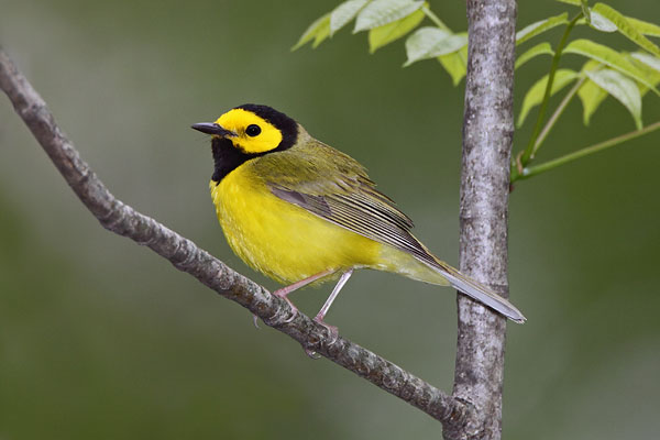 Hooded Warbler © Russ Chantler